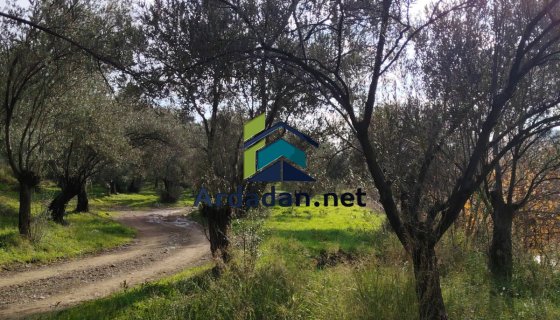 ALTINOLUK MIHLI DERESİNE CEPHE YOLU OLAN 730 m2 ZEYTİNLİK