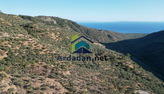 Küçükkuyu Nusratlı'da Satılık 10 dönüm Zeytinlik